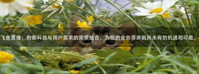 新球体育即时分：飞鱼直播：创新科技与用户需求的完美结合，为您的业务带来前所未有的机遇和可能。
